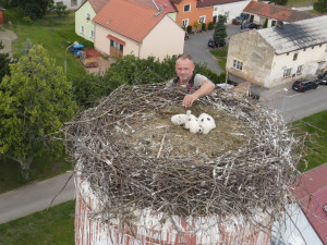 Václav Kural ml. kroužkuje asi tři týdny stará mláďata čápa bílého v Heřmanově Huti