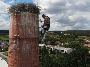 Václav Kural ml. kroužkuje asi tři týdny stará mláďata čápa bílého v Heřmanově Huti