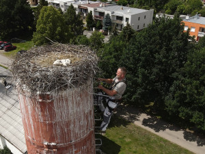 Václav Kural ml. kroužkuje asi tři týdny stará mláďata čápa bílého v Heřmanově Huti