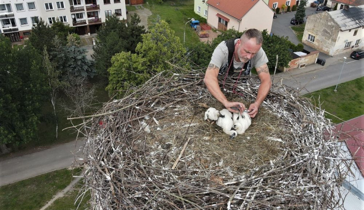 Václav Kural ml. kroužkuje asi tři týdny stará mláďata čápa bílého v Heřmanově Huti