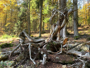 Vypravte se do šumavské divočiny s průvodcem a poznejte její skrytou krásu