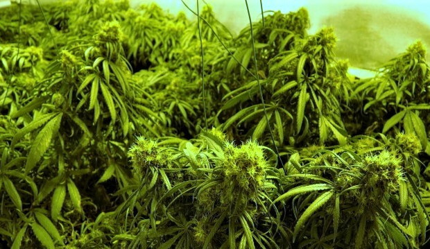 Marihuana se v Česku stále pěstuje ve velkém