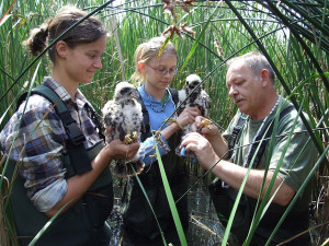Kroužkování motáků