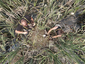 Kroužkování motáků