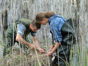 Kroužkování motáků