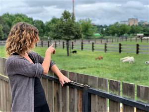 Farmu plnou hospodářských zvířat i farmářské produkty najdou lidé i v samotném centru Plzně v Černé ovci