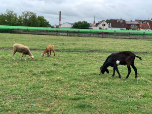 Farmu plnou hospodářských zvířat i farmářské produkty najdou lidé i v samotném centru Plzně v Černé ovci
