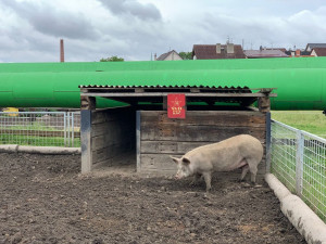 Farmu plnou hospodářských zvířat i farmářské produkty najdou lidé i v samotném centru Plzně v Černé ovci