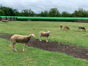 Farmu plnou hospodářských zvířat i farmářské produkty najdou lidé i v samotném centru Plzně v Černé ovci