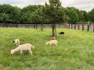 Farmu plnou hospodářských zvířat i farmářské produkty najdou lidé i v samotném centru Plzně v Černé ovci