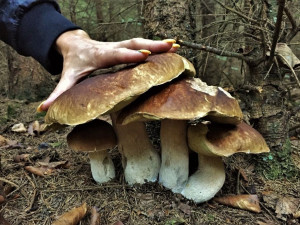 Začíná sezóna hledání hub i pátrání po ztracených houbařích