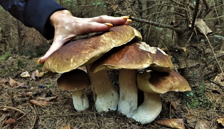 Začíná sezóna hledání hub i pátrání po ztracených houbařích