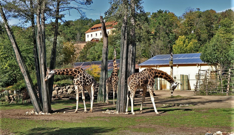 Desetileté výročí slaví v plzeňské zoo nejpopulárnější africké a asijské expozice
