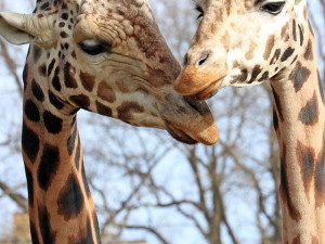 Desetileté výročí slaví v plzeňské zoo nejpopulárnější africké a asijské expozice