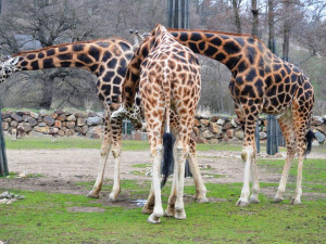 Desetileté výročí slaví v plzeňské zoo nejpopulárnější africké a asijské expozice