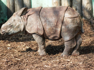 Desetileté výročí slaví v plzeňské zoo nejpopulárnější africké a asijské expozice