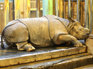 Desetileté výročí slaví v plzeňské zoo nejpopulárnější africké a asijské expozice