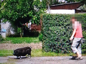 S pomocí majitele se podařilo prasata nahnat zpátky