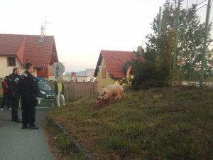 Policisty v minulosti zaměstnal kříženec domácího a divokého prasete