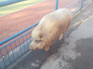 Podle majitelky se prasete bál i řezník