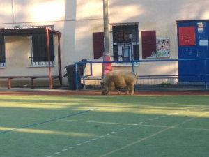 Pašíka museli policisté zahnat na hřiště