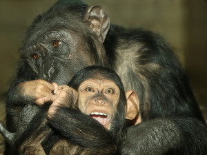 Šimpanzí slečna Caila roste jako z vody, už oslavila půl roku