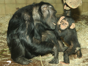 Na matce bude mládě závislé ještě několik let