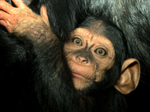 Na matce bude mládě závislé ještě několik let