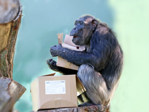 Oslavu si užila celá tlupa