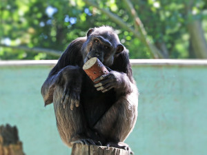 Oslavu si užila celá tlupa