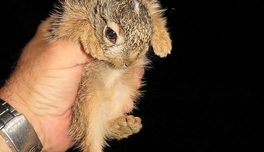 Také tohoto zajíčka, kterého lidé přinesli do stanice, záchranáři vrátili zpět na místo nálezu