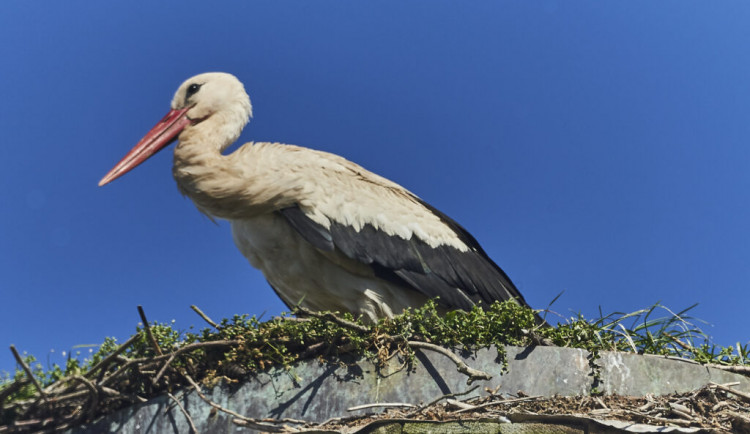 VIDEO: Ornitologové vyzvali veřejnost pomoci sečíst mláďata čápů