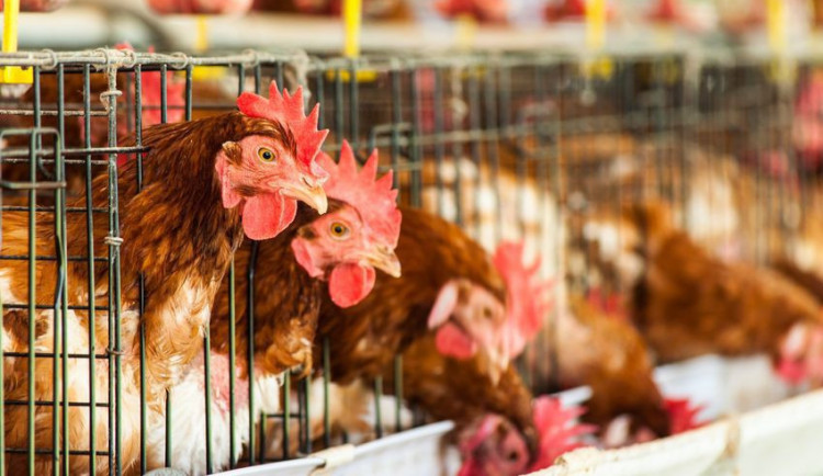 Zákaz klecových chovů slepic asi bude platit nejdřív od roku 2033