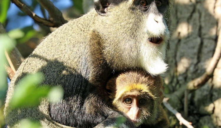 Holka nebo kluk? V zoo se radují z dalšího mláděte