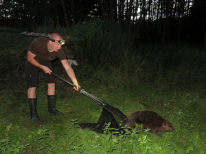 Tři kluci pomohli zachránit bobra, který uvízl v zapomenutém sklípku