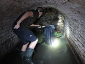 Tři kluci pomohli zachránit bobra, který uvízl v zapomenutém sklípku