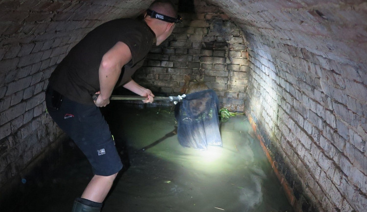 Tři kluci pomohli zachránit bobra, který uvízl v zapomenutém sklípku