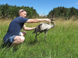 Okroužkovat jeřába popelavého? To chce velkou dávku odvahy, zručnosti a hodně to bolí