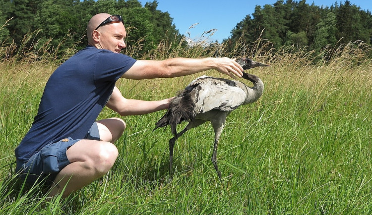 Radek Zeman se svým nesmírně cenným úlovkem, po okroužkování jeřába samozřejmě opět vypustil do volné přírody