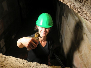 Dramatická záchranná akce, káče se ztratilo ve spletitém labyrintu Plzeňského podzemí