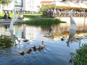 O vypuštění zachráněného mláděte se postarala záchranářka juniorka