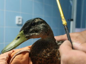 Kačera se šípem zabodnutým do hlavy se po tříměsíčním úsilí podařilo odchytit