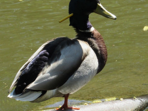 Kačera se šípem zabodnutým do hlavy se po tříměsíčním úsilí podařilo odchytit