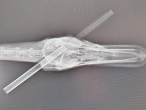 Kačera se šípem zabodnutým do hlavy se po tříměsíčním úsilí podařilo odchytit