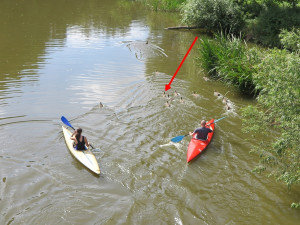 Kačera se šípem zabodnutým do hlavy se po tříměsíčním úsilí podařilo odchytit