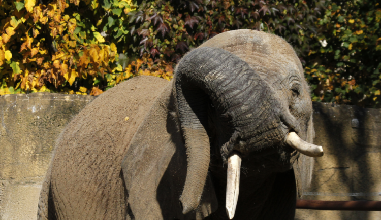 Bydlení pro slony se ve dvorské zoo mění k lepšímu