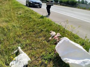 Masakr neopatrné labutí rodiny na dálnici D5 přežila se zraněním jen samice
