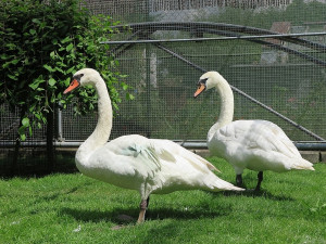 Zraněná samice už nikdy nebude létat