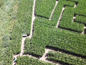 TIP NA VÝLET: Pojďte se ztratit! Kukuřičná bludiště jsou hit