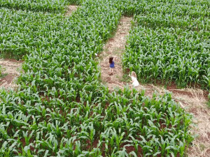 TIP NA VÝLET: Pojďte se ztratit! Kukuřičná bludiště jsou hit